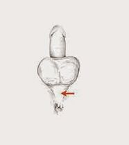 músculos de potencia y su tensión para aumentar la potencia